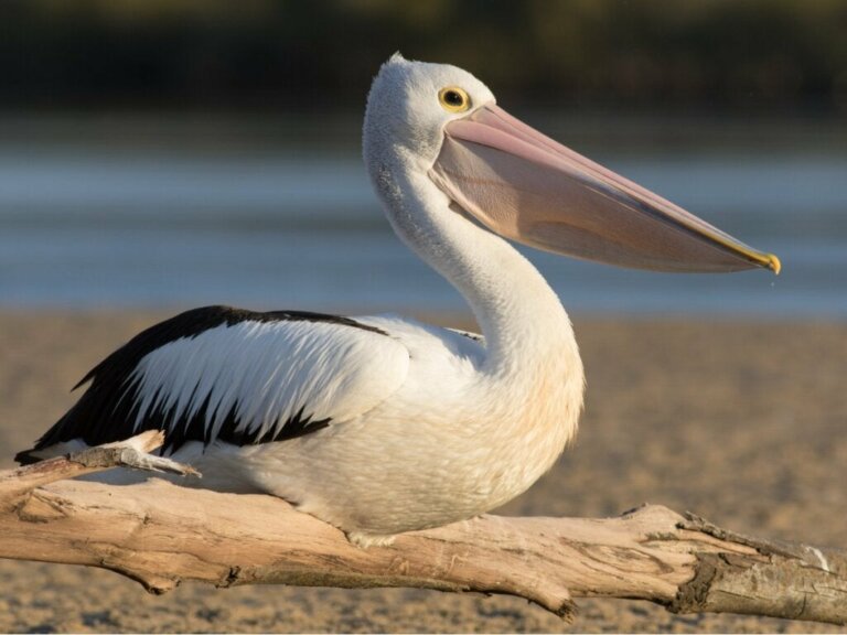 8 typer pelikaner