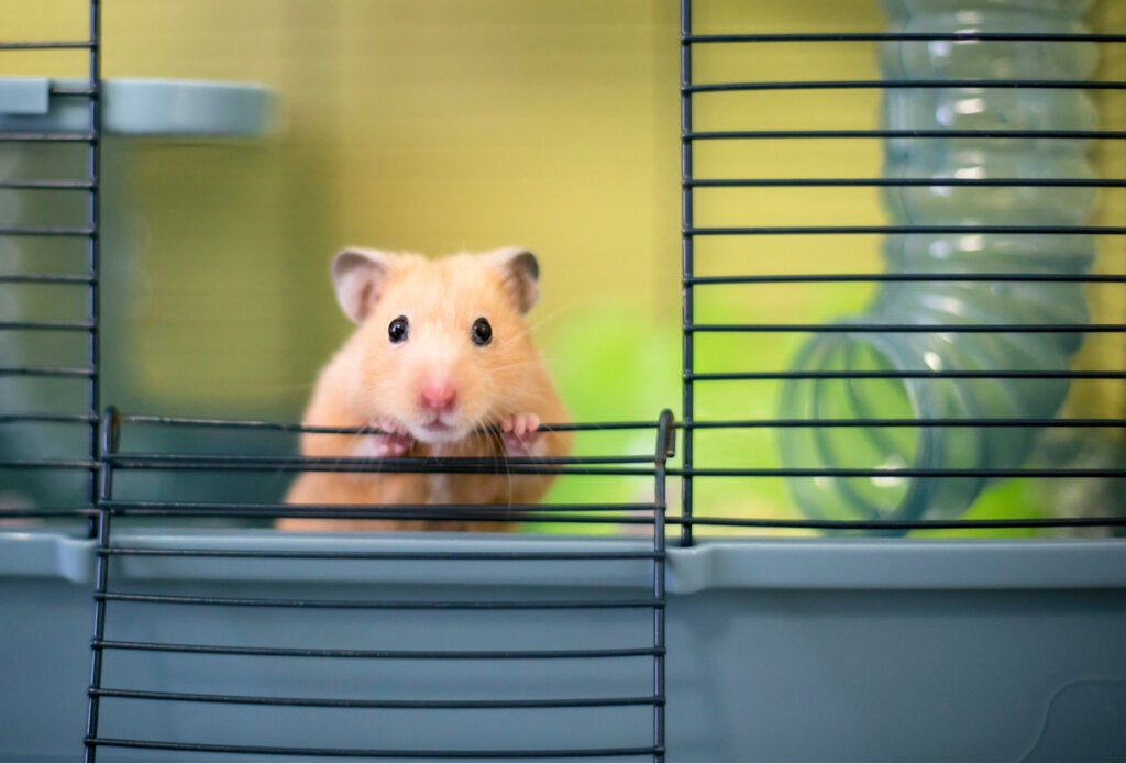 13 nysgerrigheder om hamstere