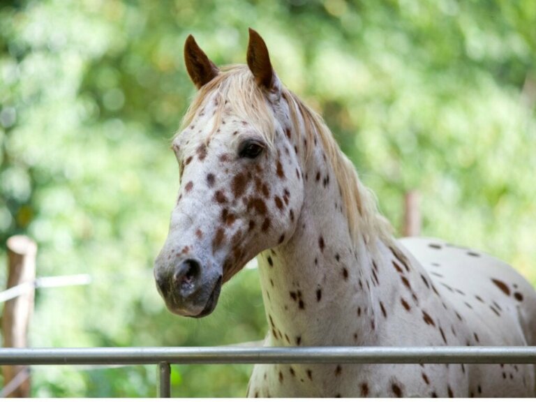 Appaloosa-hesten: Oprindelse og egenskaber