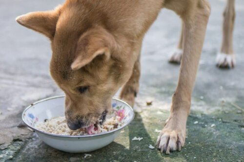 Hund spiser ris