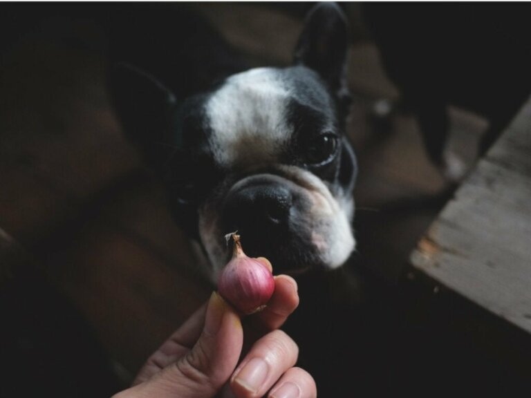 Kan hunde spise løg?
