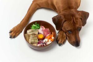Min hund vil ikke spise: 10 årsager og hvad man skal gøre