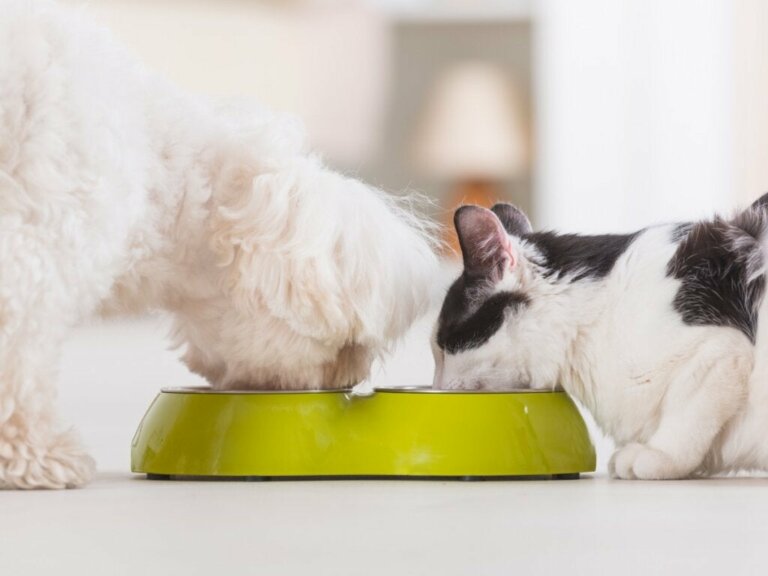 4 fordele ved blandet fodring til dit kæledyr