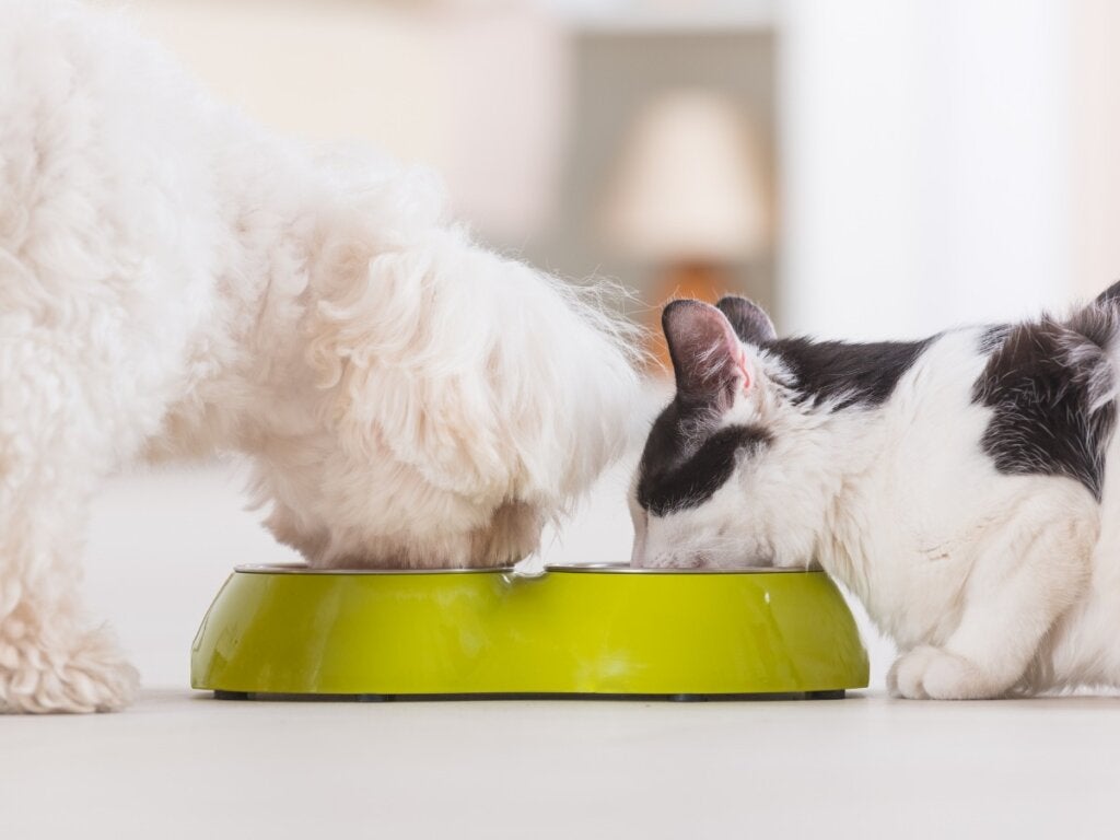4 fordele ved blandet fodring til dit kæledyr