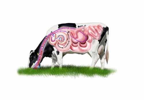 Illustration af, at køer har fire maver