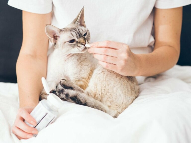 Buprex til katte: Dosering og bivirkninger