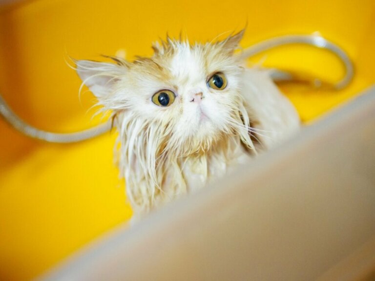 Sådan bades en persisk kat i 6 trin