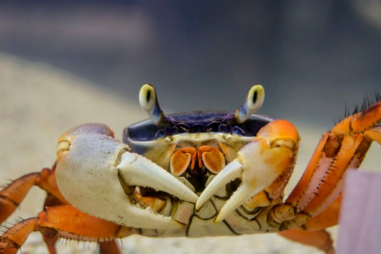 Typer af krabber: Deres egenskaber, adfærd og reproduktion