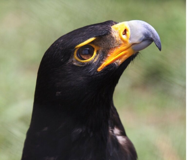 Black Eagle: Habitat og egenskaber