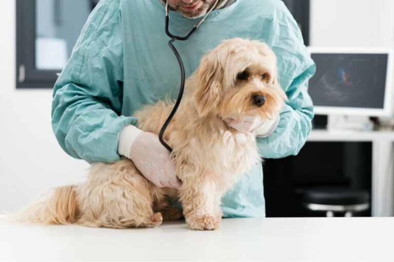 Hageorm hos hunde: symptomer og behandling