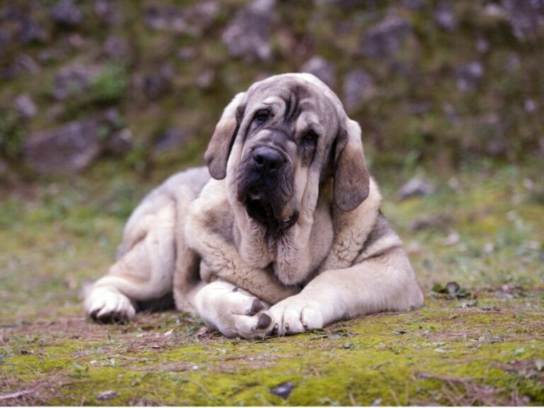 Pyrenæisk mastiff: Alt om denne race