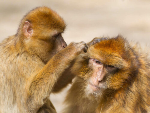 Primarts adfærd illustreres af to aber, der plejer hinanden