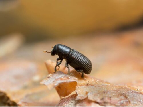 En sort bille er eksempel på bioindikatorarter