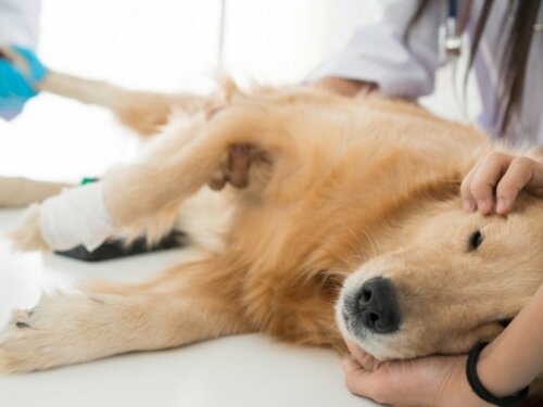 Pasning af en steriliseret hund