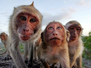 Alt, hvad du bør vide om primaters adfærd