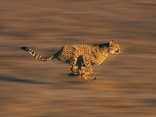 Gepard løber