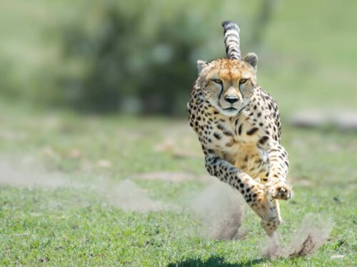 En gepard løber