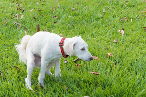 Hund har afføring på græs