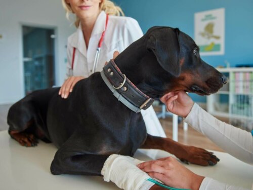 Dyrlæge behandler forstuvninger hos hunde