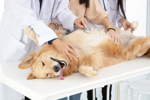 Hund undersøges af dyrlæger