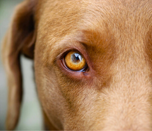 Nærbillede af hunds øje