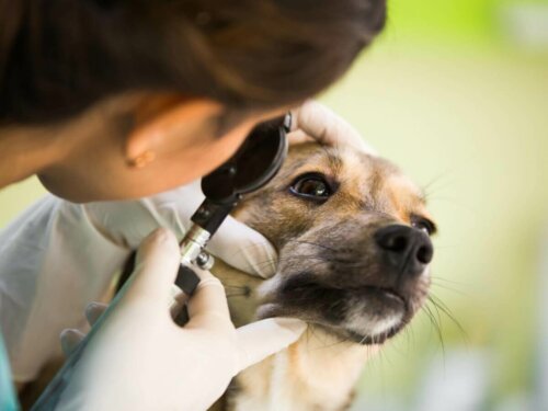 Dyrlæge undersøger hund med hævet øje