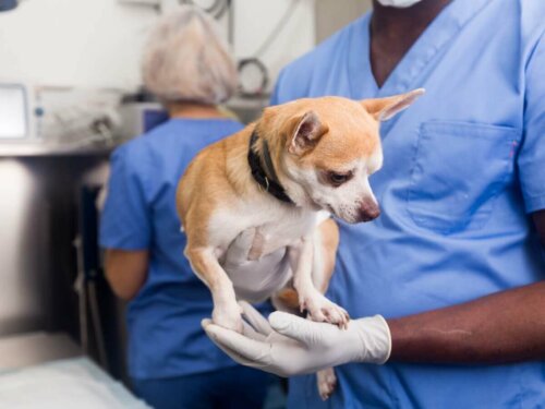 Dyrlæge skal til at udføre pasning af en steriliseret hund