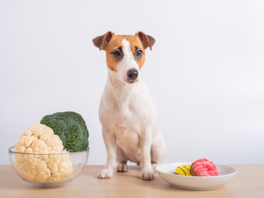 Kan hunde spise blomkål?