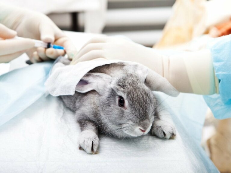 Ivermectin til kaniner: Alt hvad du behøver at vide