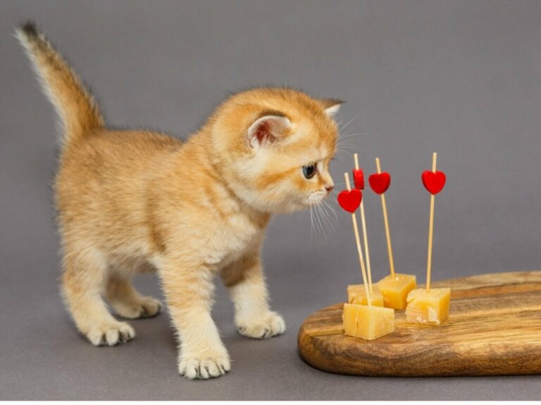 Kan katte spise ost?