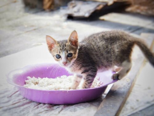 Killing i skål med ris, men kan katte spise ris?