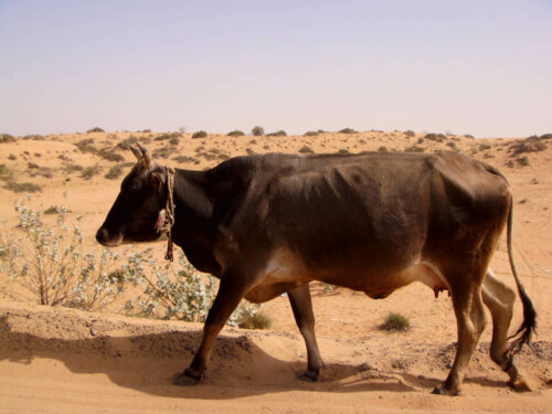 Ko i ørken