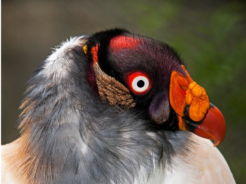 King Vulture: Habitat og egenskaber