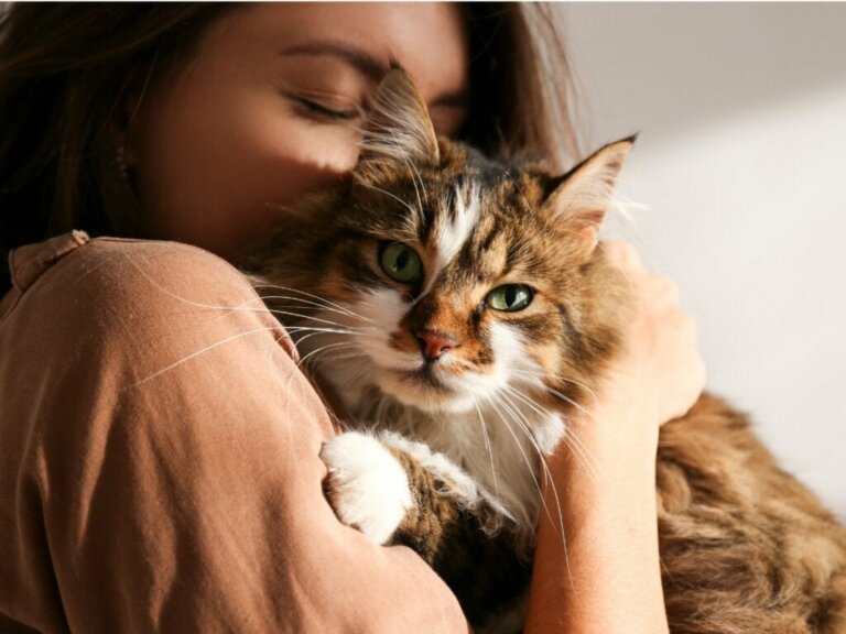 Er katte jaloux dyr?