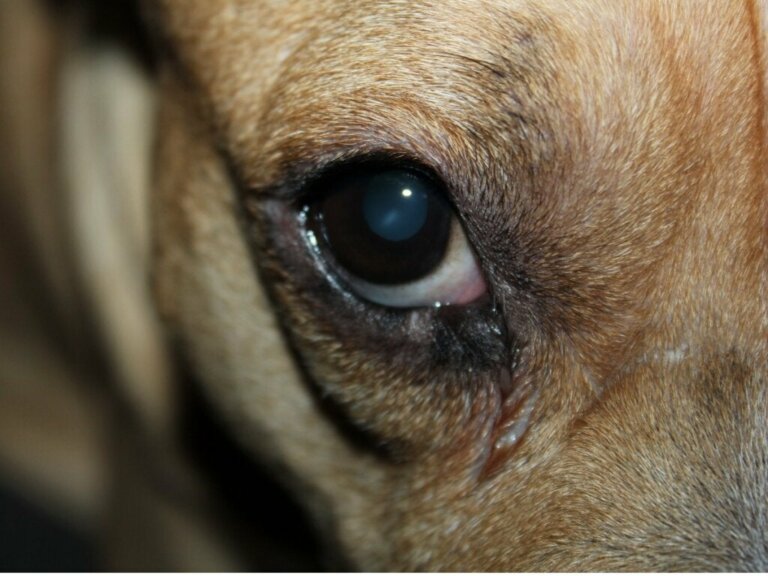 Min hund har et rødt hævet øje: 10 årsager og behandlinger