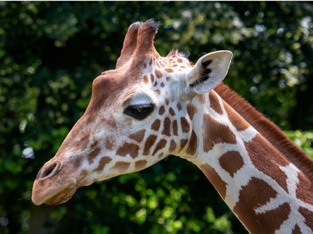 Somalisk giraf: Habitat og egenskaber