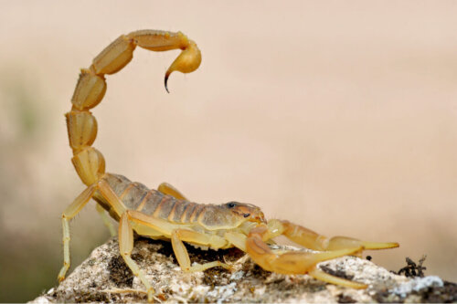 En skorpion på en sten