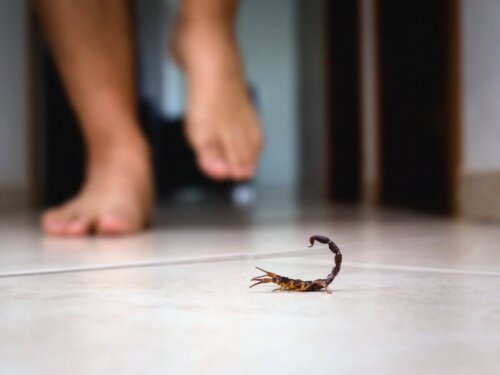 En skorpion på gulv, hvor person går, kan føre til skorpionstik