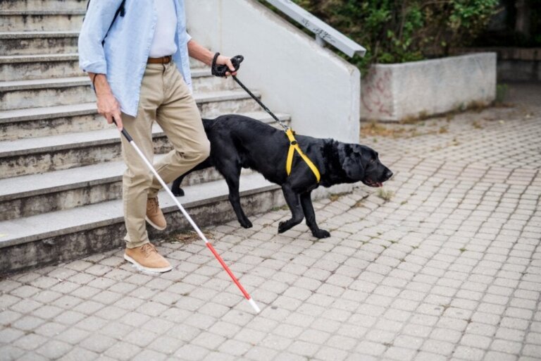 Træning af førerhunde: Sådan udføres det