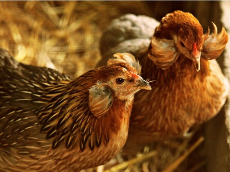 Araucana hønen: Reproduktion, fodring og pleje
