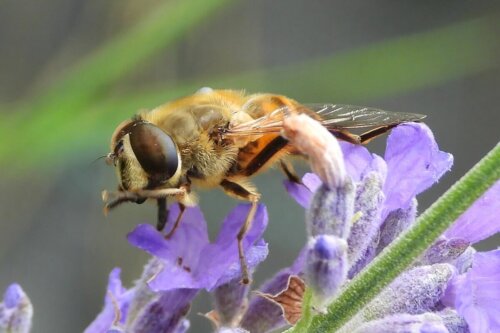 En bi på en blomst