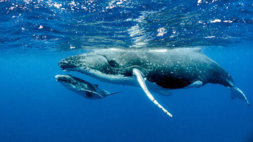 Blåhvalen er et af pattedyrene med den største appetit