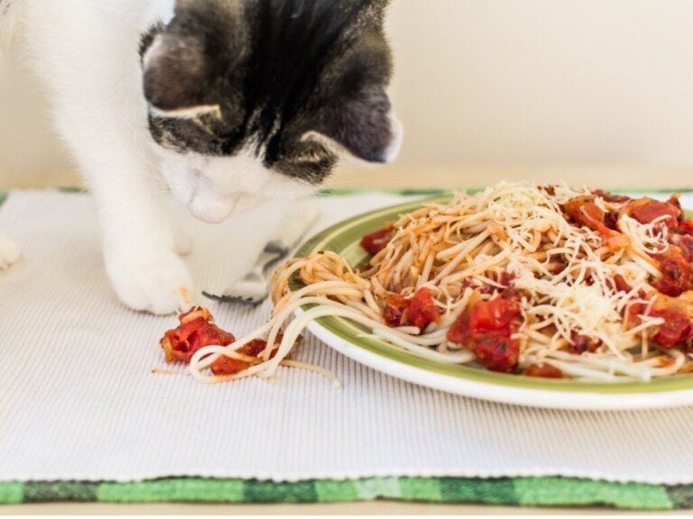 Ved du, om katte kan spise pasta?
