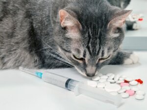 Cefalexin til katte: Anvendelser og bivirkninger