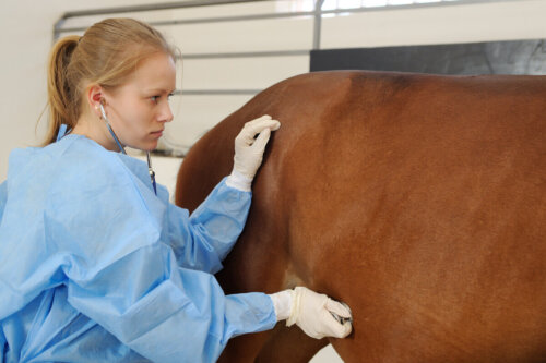 Dyrlæge tjekker for adenitis hos heste