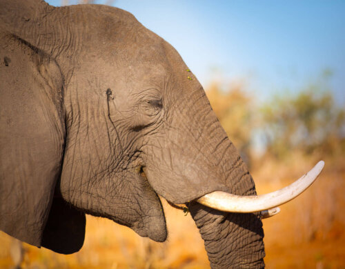 En elefant med stødtænder