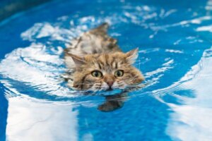 6 katteracer, der kan lide vand