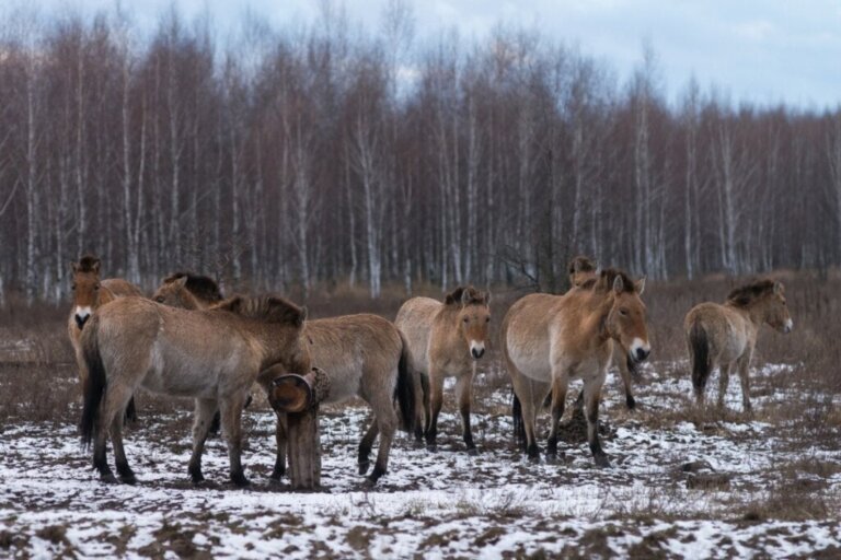 Hestene fra Tjernobyl: Hvordan overlever de?
