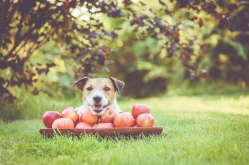Hund med en masse æbler