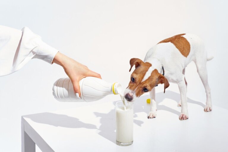 Ved du, om hunde kan drikke mælk?